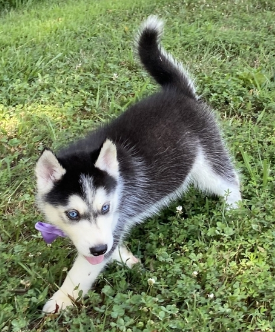 comprar cachorros sanos, baratos y asequibles para la venta